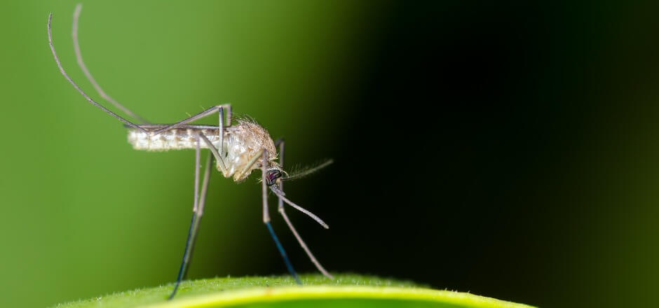 Mosquito and Lawn Pest Prevention Service in Waterloo, Iowa